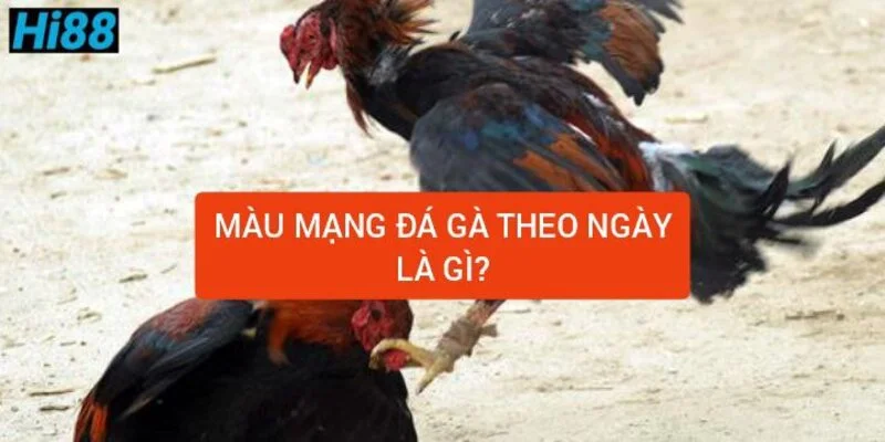 mau-mang-da-ga-theo-ngay-la-gi