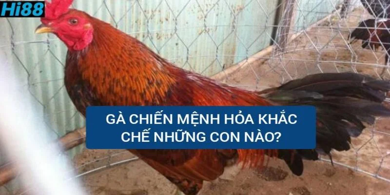 ga-chien-menh-hoa-khac-che-nhung-con-nao