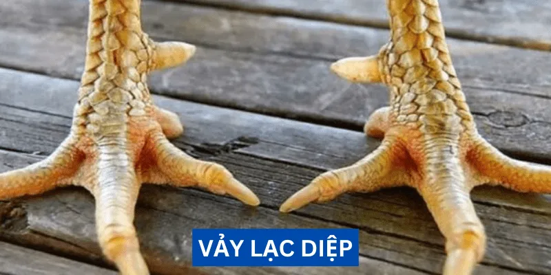 vay-lac-diep